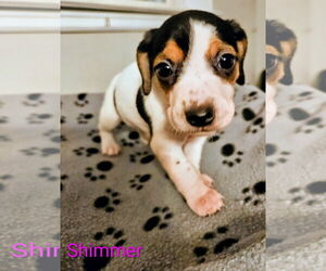 Rat Terrier-Unknown Mix Dogs for adoption in Forest, VA, USA