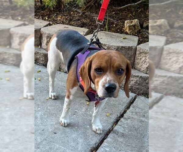 Medium Photo #5 Beagle Puppy For Sale in San Diego, CA, USA