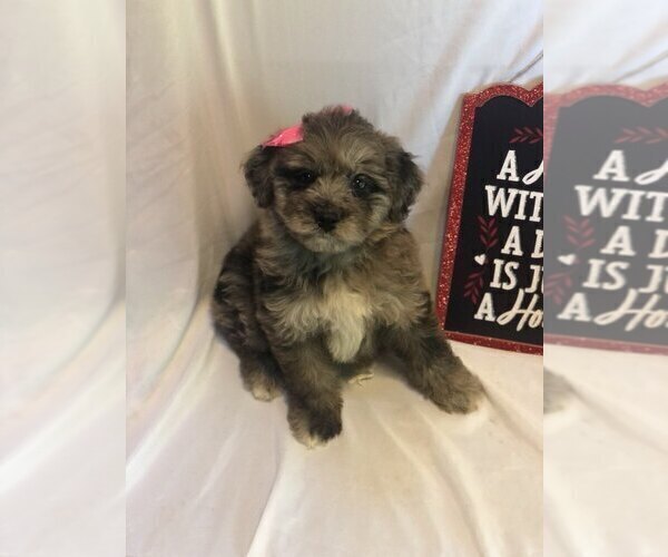 Medium Photo #3 Aussiedoodle Miniature  Puppy For Sale in INDIANAPOLIS, IN, USA