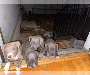 Mother of the American Pit Bull Terrier puppies born on 06/07/2022