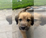 Small #2 Mutt