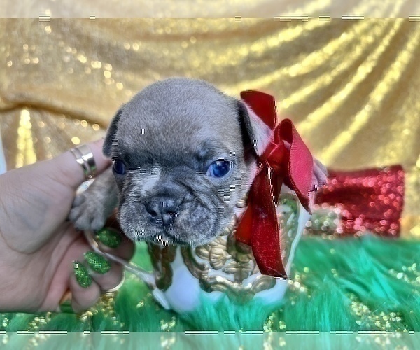 Medium Photo #96 French Bulldog Puppy For Sale in HAYWARD, CA, USA