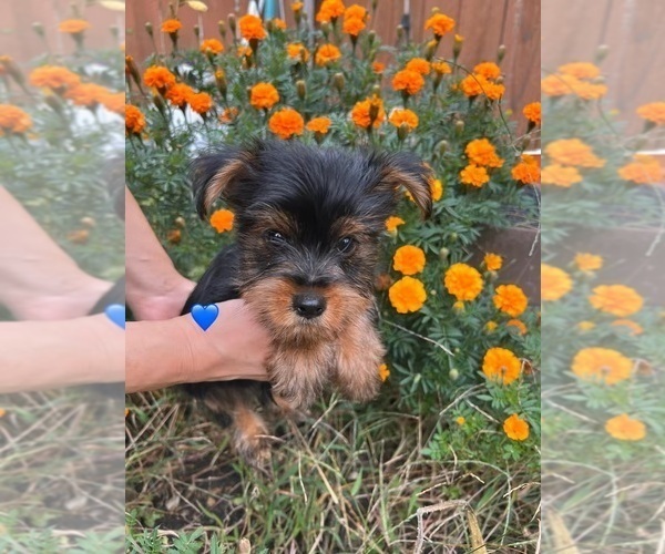 Medium Photo #3 Yorkshire Terrier Puppy For Sale in DES PLAINES, IL, USA