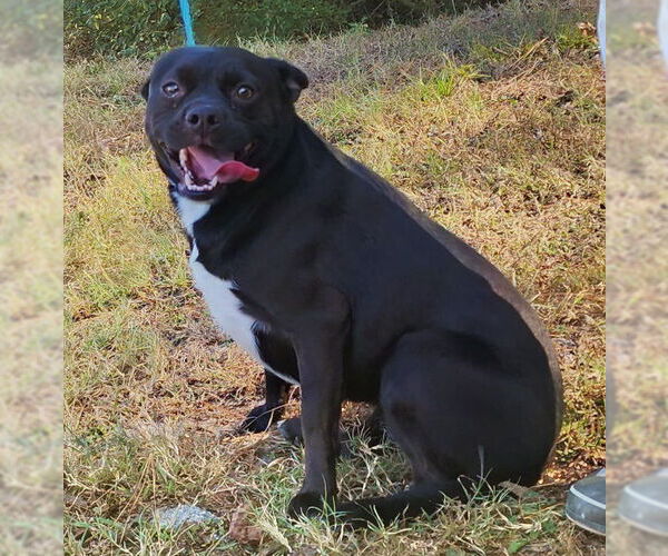 Medium Photo #1 Mutt Puppy For Sale in Wetumpka, AL, USA