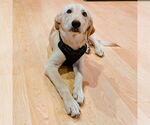 Small #2 Labrador Retriever Mix