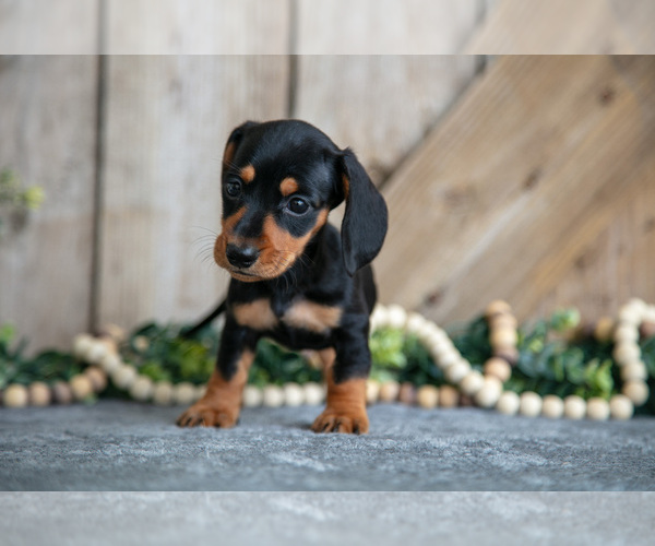 Medium Photo #3 Dachshund Puppy For Sale in GREENWICH, OH, USA
