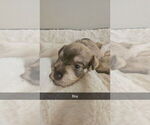 Puppy Teddy Schnauzer (Miniature)