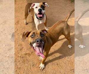 Star - Female Boxer-Unknown Mix Dog for Adoption - Photo #2