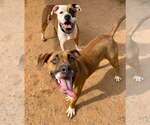 Small Photo #2 Boxer-Unknown Mix Puppy For Sale in Brewster, NY, USA
