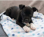 Journey - Female Boxador Dog for Adoption - Small photo