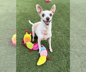Chihuahua Dogs for adoption in Sacramento, CA, USA