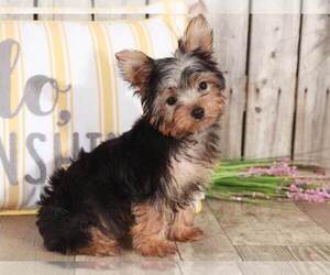 Yorkshire Terrier Puppy for sale in MOUNT VERNON, OH, USA