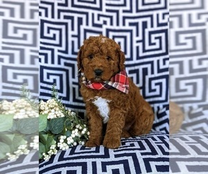 Goldendoodle (Miniature) Puppy for sale in CHRISTIANA, PA, USA