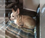 Small #3 Mutt