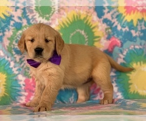 Golden Retriever Puppy for sale in LANCASTER, PA, USA