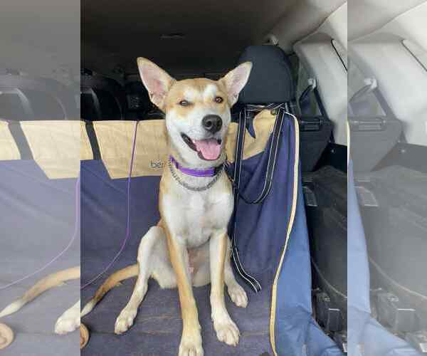 Medium Photo #4 American Pit Bull Terrier-Huskies  Mix Puppy For Sale in Yuba City, CA, USA