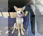 Small #3 American Pit Bull Terrier-Huskies  Mix