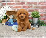Small #9 Poodle (Miniature)