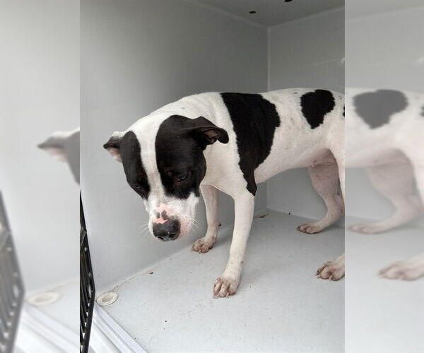 Medium Photo #1 American Pit Bull Terrier-Unknown Mix Puppy For Sale in Augusta, GA, USA