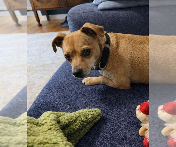 Medium Photo #1 Chihuahua-Unknown Mix Puppy For Sale in San Francisco, CA, USA