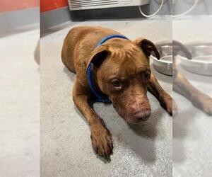 Mutt Dogs for adoption in Louisville, KY, USA