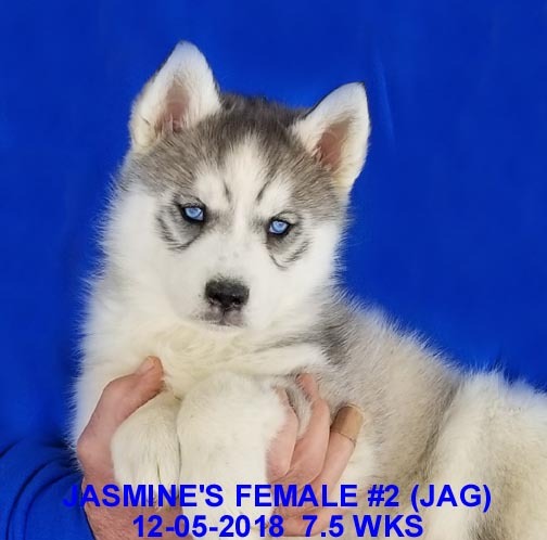Medium Photo #12 Siberian Husky Puppy For Sale in MANILLA, IA, USA