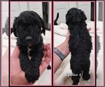 Small Photo #8 Springerdoodle Puppy For Sale in FORT SCOTT, KS, USA