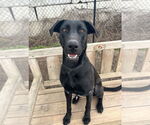 Small #15 Great Dane Mix