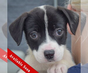 American Staffordshire Terrier-Border Collie Mix Dogs for adoption in Huntley, IL, USA