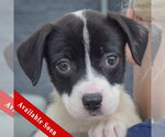 Kelsey - Female American Staffordshire Terrier-Border Collie Mix Dog for Adoption - Small photo