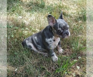 French Bulldog Puppy for sale in AKRON, OH, USA