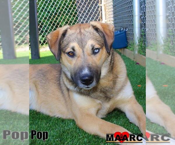 Medium Photo #7 German Shepherd Dog-Retriever  Mix Puppy For Sale in Maryville, TN, USA