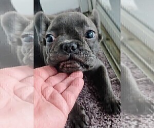 French Bulldog Puppy for sale in FT MYERS, FL, USA