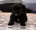 Image preview for Ad Listing. Nickname: green puppy