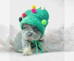 Small #19 French Bulldog