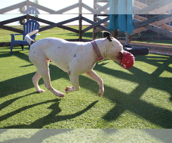 Medium Photo #2 American Bulldog Puppy For Sale in Chestertown, MD, USA