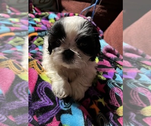 Shih Tzu Puppy for sale in PRINCETON, IN, USA