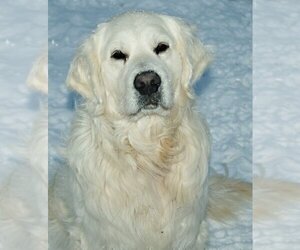 Father of the English Cream Golden Retriever-Labrador Retriever Mix puppies born on 03/08/2026