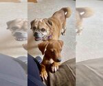 Small Photo #13 Puggle Puppy For Sale in Bellmawr, NJ, USA