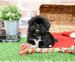 Small #10 Shih Tzu