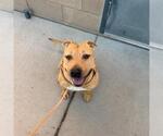 Small #1 Mutt