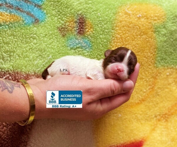 Medium Photo #1 Shih Tzu Puppy For Sale in WINNSBORO, LA, USA