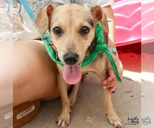 Chihuahua-Unknown Mix Dogs for adoption in Washington, DC, USA
