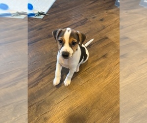 Jack Russell Terrier Puppy for sale in LYNNWOOD, WA, USA