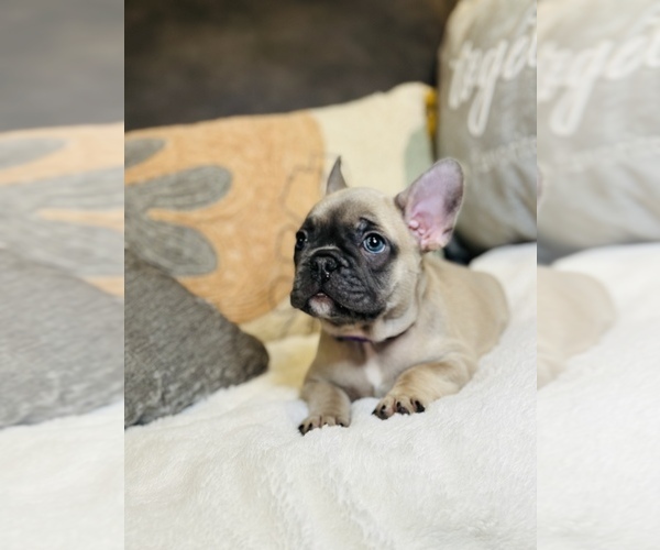 Medium Photo #9 French Bulldog Puppy For Sale in MISSION HILLS, CA, USA