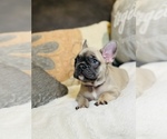 Small Photo #9 French Bulldog Puppy For Sale in MISSION HILLS, CA, USA