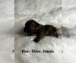 Small #8 American Staffordshire Terrier-Boxer Mix