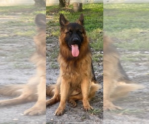 German Shepherd Dog Dog for Adoption in BUENA, New Jersey USA