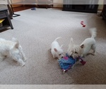 Small Photo #18 West Highland White Terrier Puppy For Sale in HAM LAKE, MN, USA