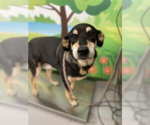 Rottweiler-Unknown Mix Dogs for adoption in Waco, TX, USA